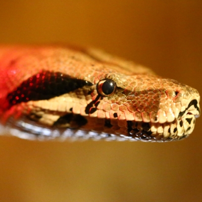 Boa constrictor - De Zonnegloed - Dierenpark - Dieren opvangcentrum - Sanctuary